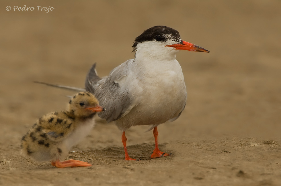 Charran común (Sterna hirundo)